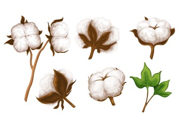 Cotton branch, delicate white cotton flowers and leaves vector illustration.