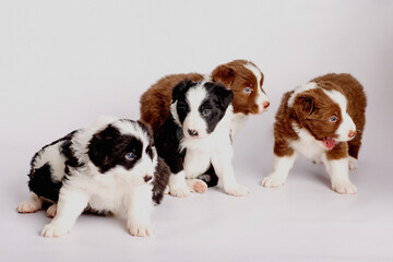 border collie puppies  - obrazy, fototapety, plakaty