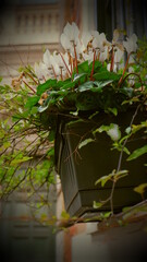 Bamboo basket use to flowerpot