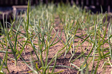 Green sprouts of young garlic. Seedlings of garlic in the beds.