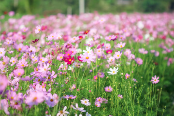 Blurred cosmos bipinnatus flowers field blooming in the morning garden natural background