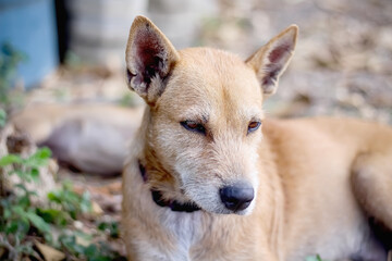 Single old brown dog sitting on ground background
