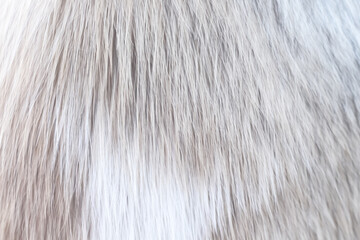 LIght brown white furry dog surface soft smooth patterns , animal hair background