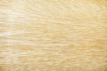 Top view furry light brown dog texture long patterns , Nature animal background