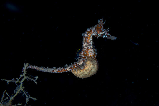 ヒメタツ
Hippocampus haema