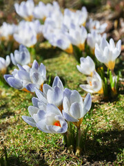 Crocus is one of the first plants to bloom in the spring in the garden