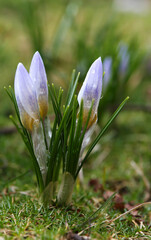 Crocus is one of the first plants to bloom in the spring in the garden