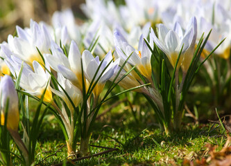 Crocus is one of the first plants to bloom in the spring in the garden