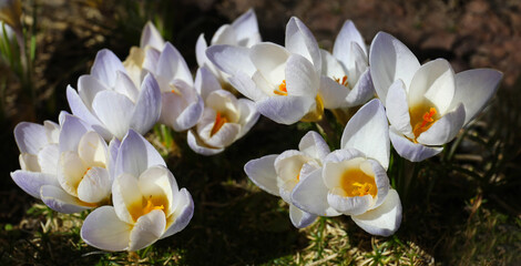 Crocus is one of the first plants to bloom in the spring in the garden