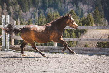 Junges Pferd/Pony im Galopp