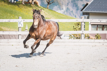 Pony/ Pferd im Galopp