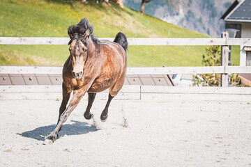 Pony/ Pferd im Galopp