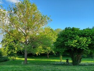 Fototapeta na wymiar trees in the park at twilight