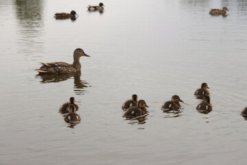 Kaczęta na stawie © Michalina