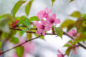 Blooming sakura at spring park. Close up view of pink cherry blossoms on sakura tree branch