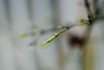Gouttes d'eau sur jeunes pousses