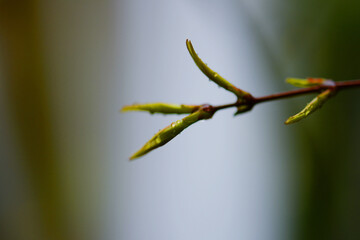 Gouttes d'eau sur jeunes pousses