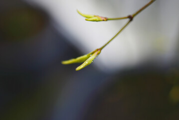 Gouttes d'eau sur jeunes pousses