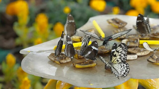 The look of the butterflies feeding themselves on top of the table inside the garden in UAE