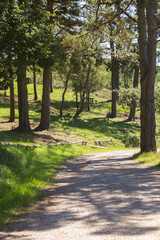 path to nature. route through the trees. relax in the forest. copy space.