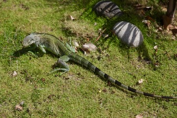 un iguane dans mon. jardin