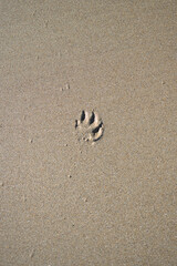 Saint-Malo - Trace de pas chien