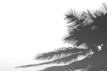 coconut tree shadow on white background,3d rendering.