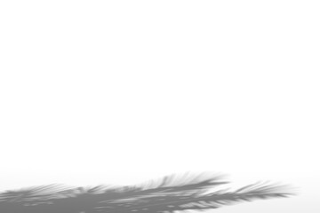 coconut tree shadow on white background,3d rendering.