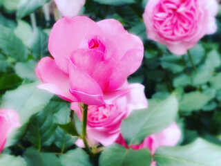 pink roses in garden