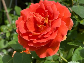 red rose in garden