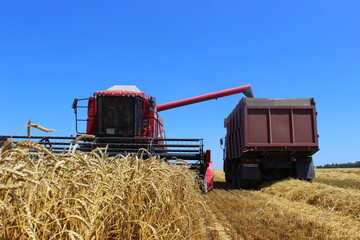 Obraz premium combine harvester on field