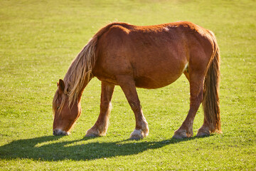 Pregnant mare grazing in a green pasture meadow. Livestock