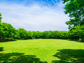 青空と新緑の公園