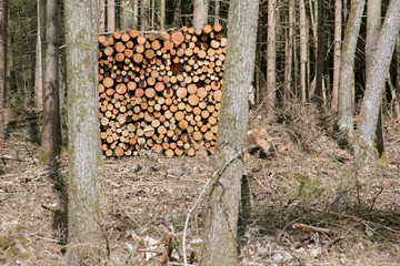 Wald mit Brennholz