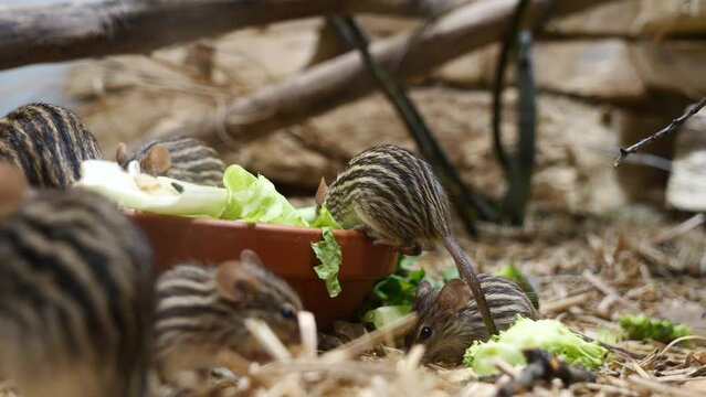 Family of Barbary Lemniscomys eating fresh lettuce leaf in zoo,close up shot