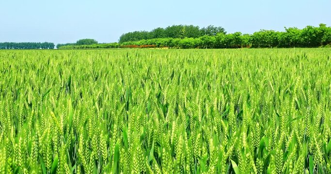 Fresh ears of green wheat on nature in spring field. Agriculture scene. Green Wheat field nature landscape.