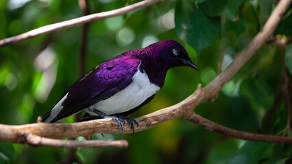 black capped kingfisher