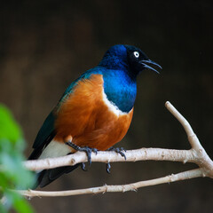 kingfisher on the branch