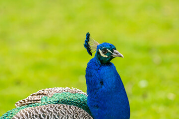 Obraz premium Portrait eines männlichen Pfau