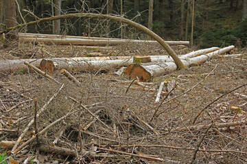 Totholz im Wald