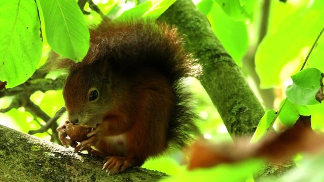Eichh&ouml;rnchen