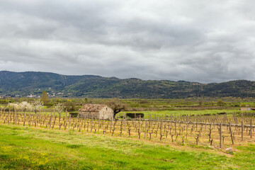 Fototapeta na wymiar Old farm barn in spring vineyard. Adriatic agriculture.