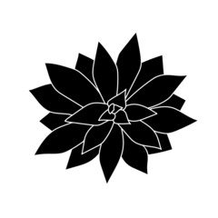 Succulent echeveria in simple style, vector illustration. Desert flower for print and design. Silhouette mexican plant, graphic isolated element on a white background. Houseplant for decor interior