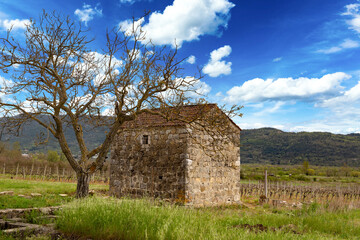 Obraz premium Old farm barn in spring vineyard. Adriatic agriculture.