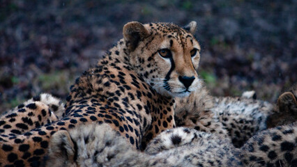 cheetah zoo