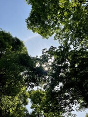 Obraz premium trees and sky