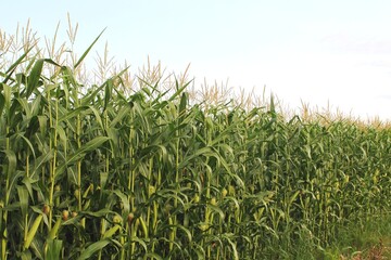 Corn field under a light blue summer sky with densely packed corn stalks diminishing into the distance