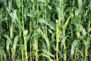 Closeup of tightly packed corn plants with ripening ears of corn and overlapping leaves