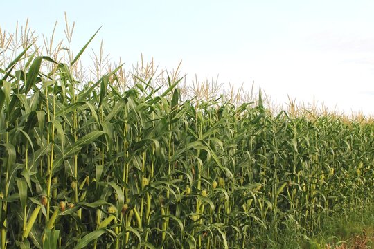 Corn field under a light blue summer sky with densely packed corn stalks diminishing into the distance
