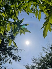 green leaves against blue sky